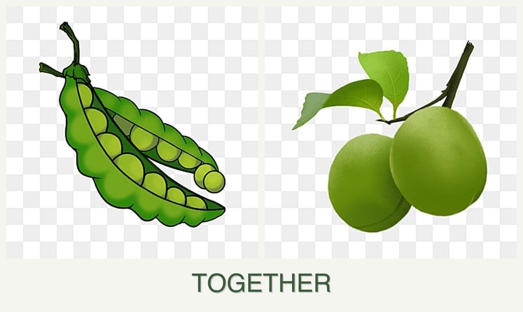 Can you plant peas and plums together?