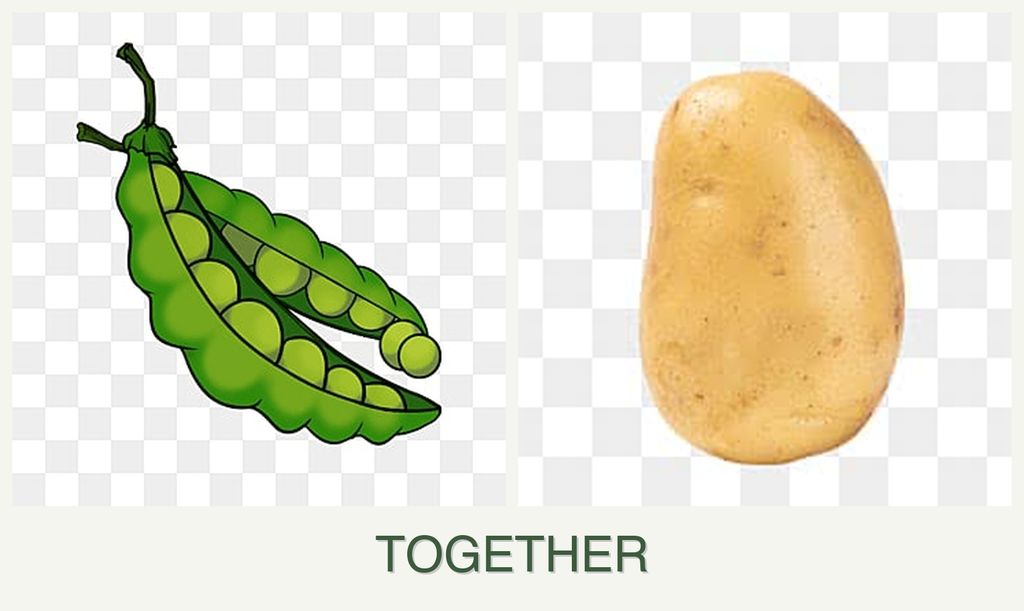 Can you plant peas and potatoes together?