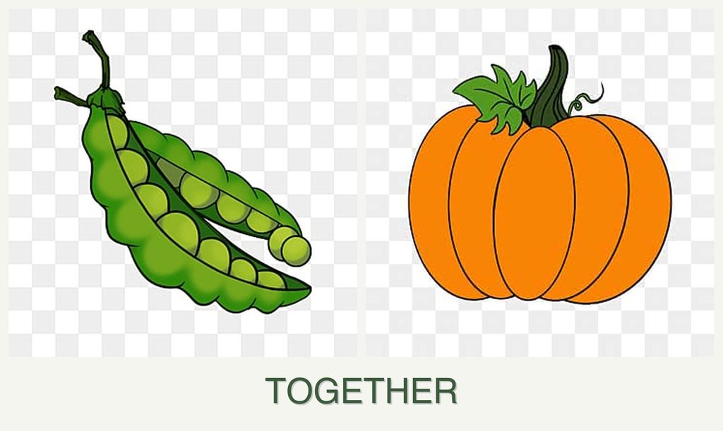 Can you plant peas and pumpkin together?