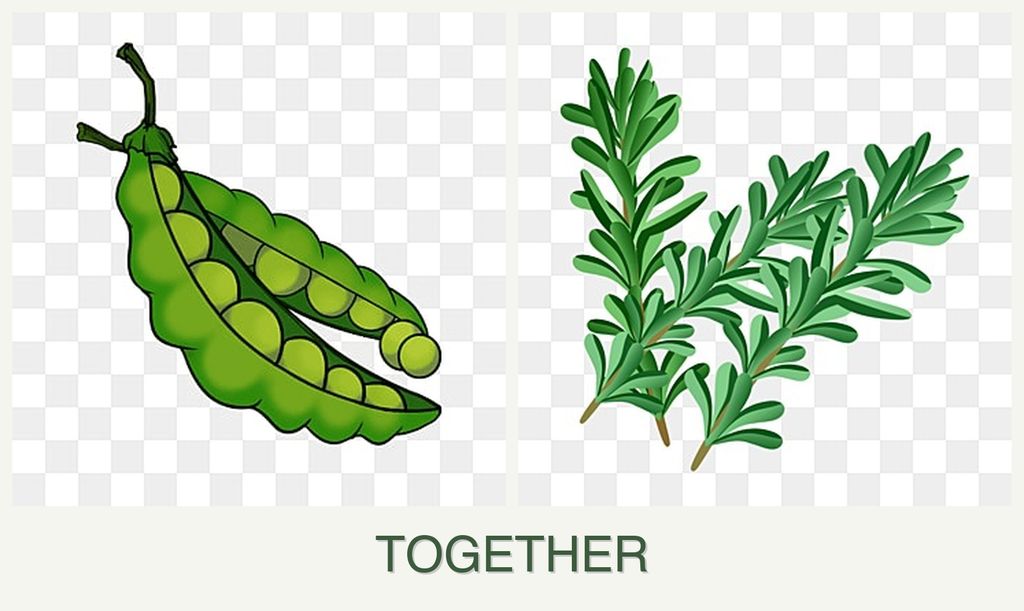 Can you plant peas and rosemary together?
