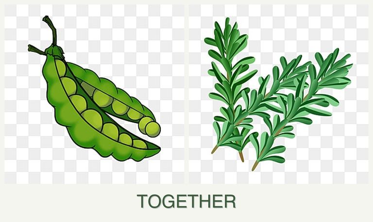 Can you plant peas and rosemary together?