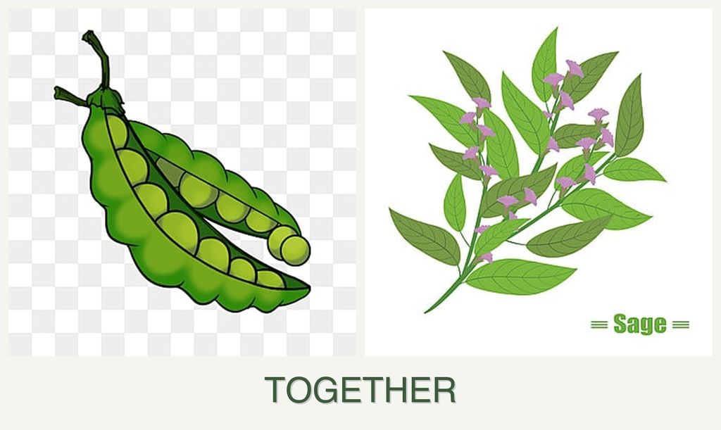 Can you plant peas and sage together?