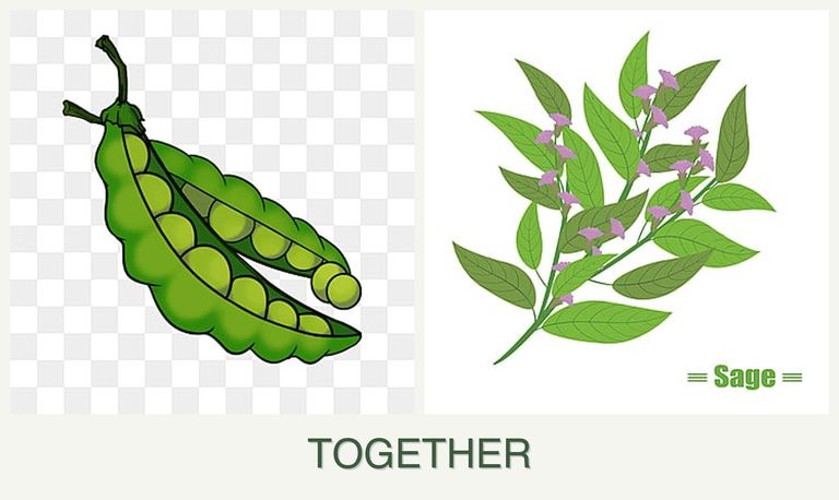Can you plant peas and sage together?