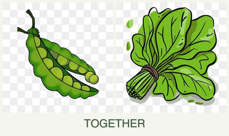 Can you plant peas and spinach together?