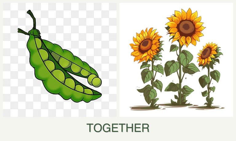 Can you plant peas and sunflowers together?