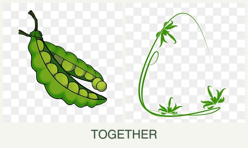 Can you plant peas and tarragon together?