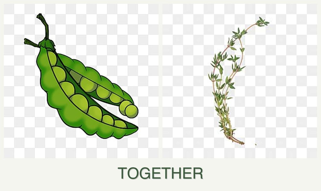 Can you plant peas and thyme together?
