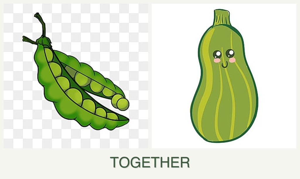 Can you plant peas and zucchini together?