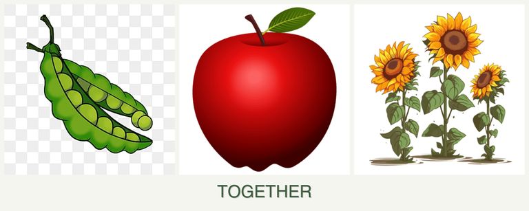 Can you plant peas, apples and sunflowers together?
