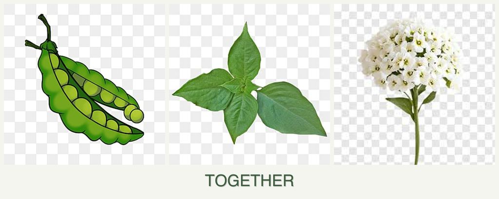 Can you plant peas, basil and alyssum together?