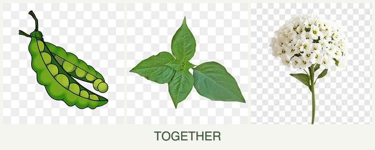 Can you plant peas, basil and alyssum together?