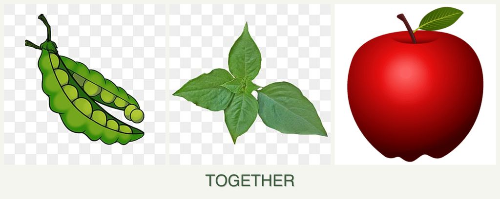 Can you plant peas, basil and apples together?