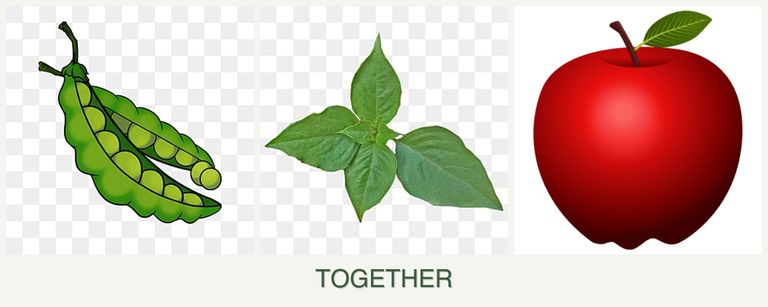 Can you plant peas, basil and apples together?