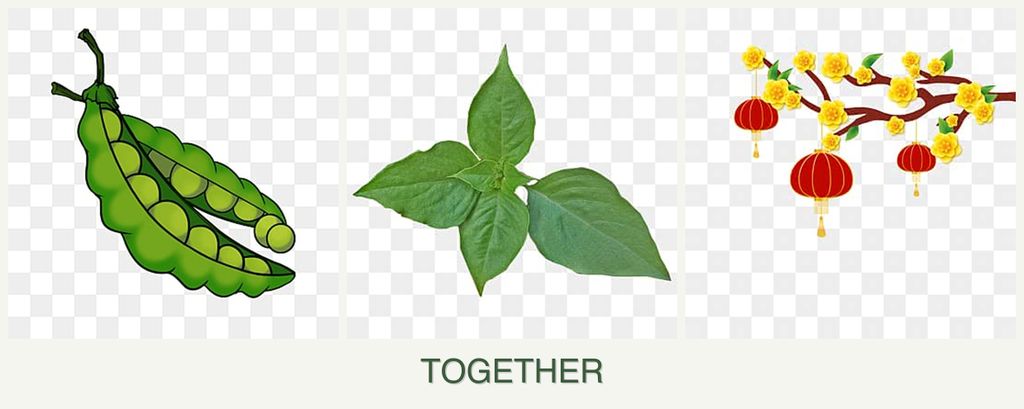 Can you plant peas, basil and apricots together?