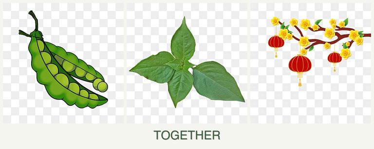 Can you plant peas, basil and apricots together?