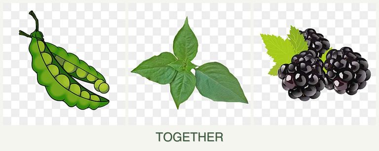 Can you plant peas, basil and blackberries together?