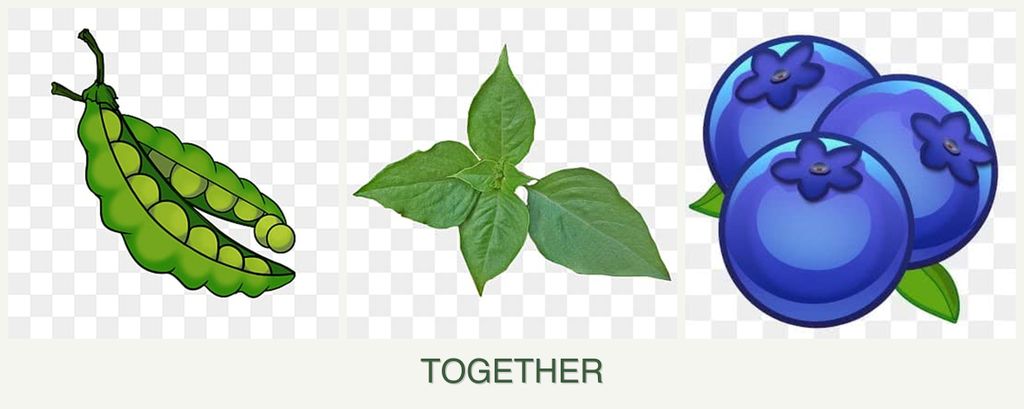 Can you plant peas, basil and blueberries together?