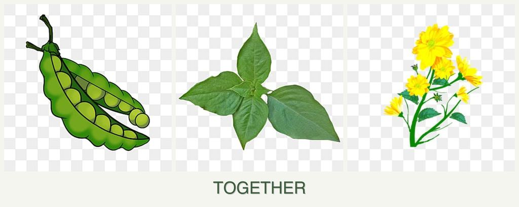 Can you plant peas, basil and calendula together?