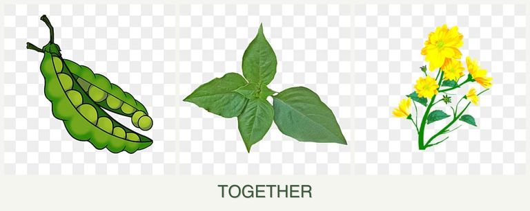 Can you plant peas, basil and calendula together?