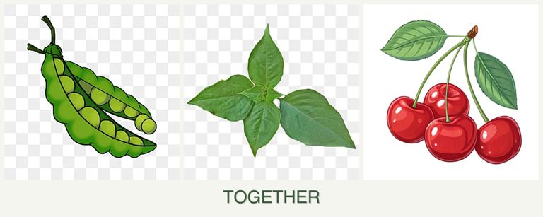 Can you plant peas, basil and cherries together?