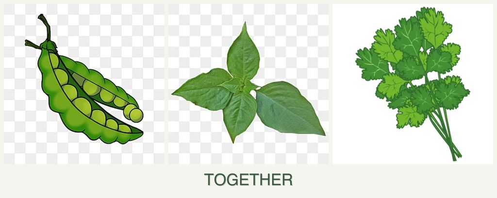 Can you plant peas, basil and cilantro together?