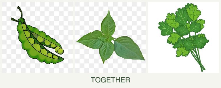 Can you plant peas, basil and cilantro together?