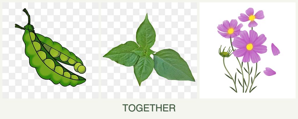 Can you plant peas, basil and cosmos together?
