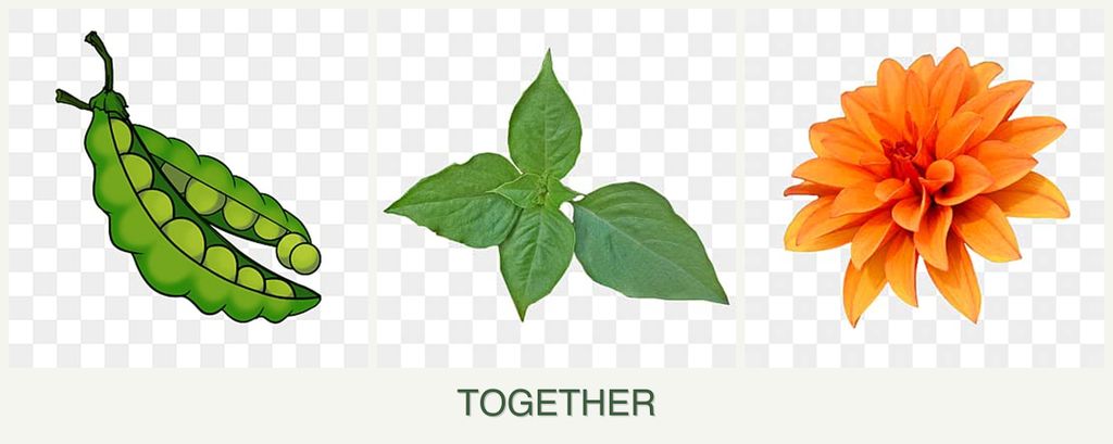 Can you plant peas, basil and dahlias together?