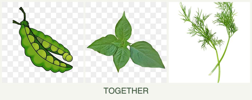 Can you plant peas, basil and dill together?