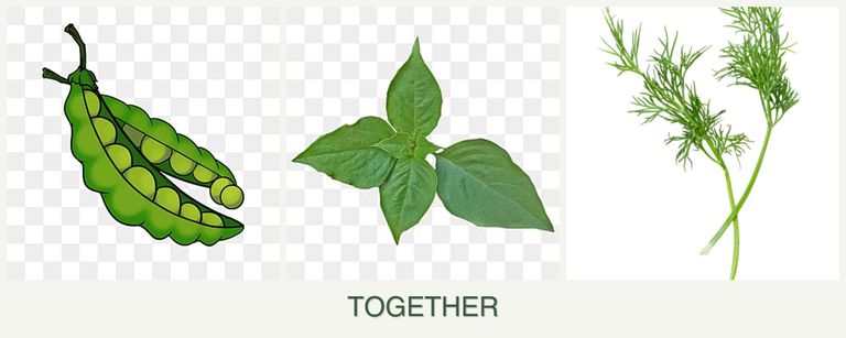 Can you plant peas, basil and dill together?