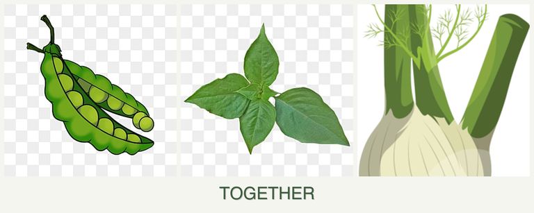Can you plant peas, basil and fennel together?