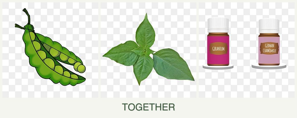 Can you plant peas, basil and geraniums together?