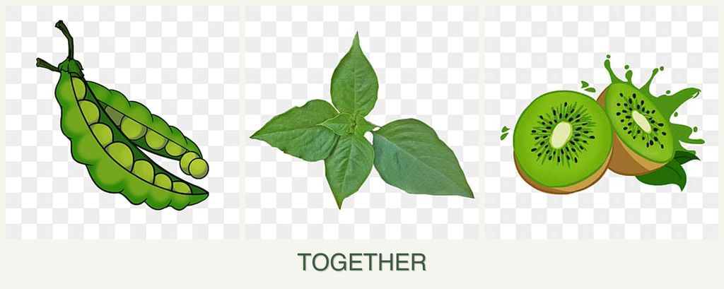 Can you plant peas, basil and kiwi together?