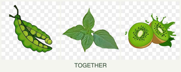 Can you plant peas, basil and kiwi together?