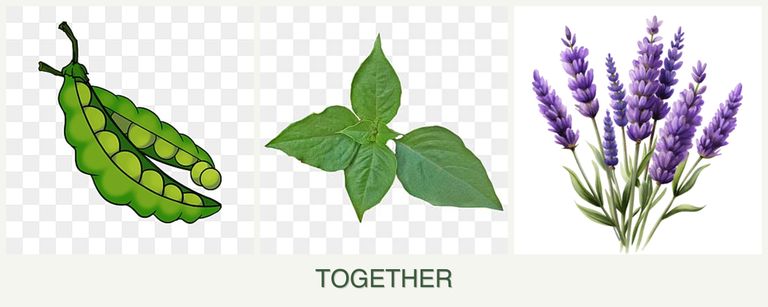 Can you plant peas, basil and lavender together?