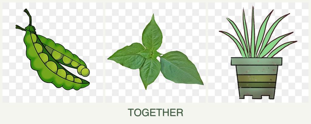 Can you plant peas, basil and lemongrass together?