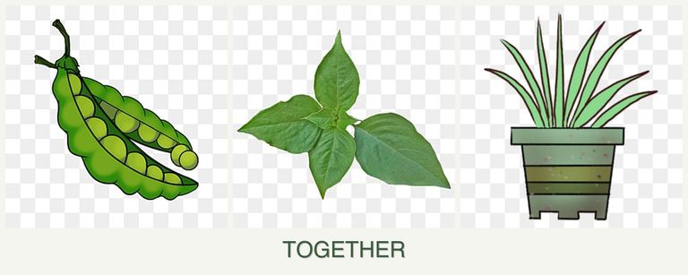 Can you plant peas, basil and lemongrass together?