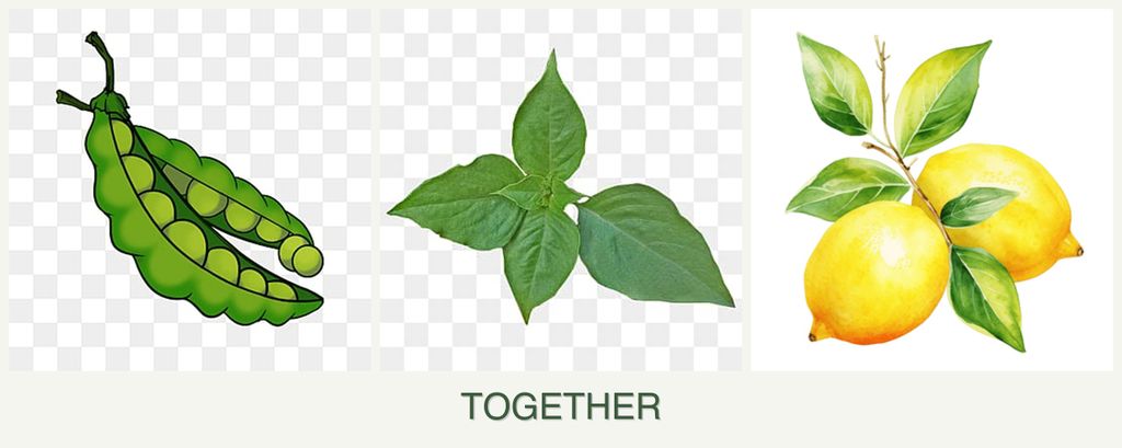 Can you plant peas, basil and lemons together?