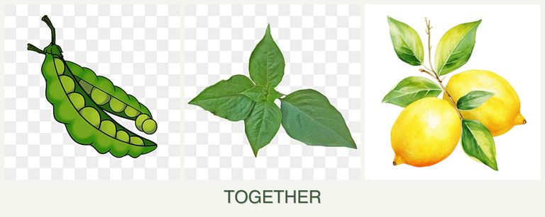 Can you plant peas, basil and lemons together?