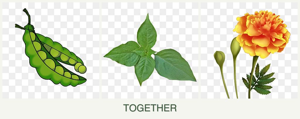 Can you plant peas, basil and marigolds together?