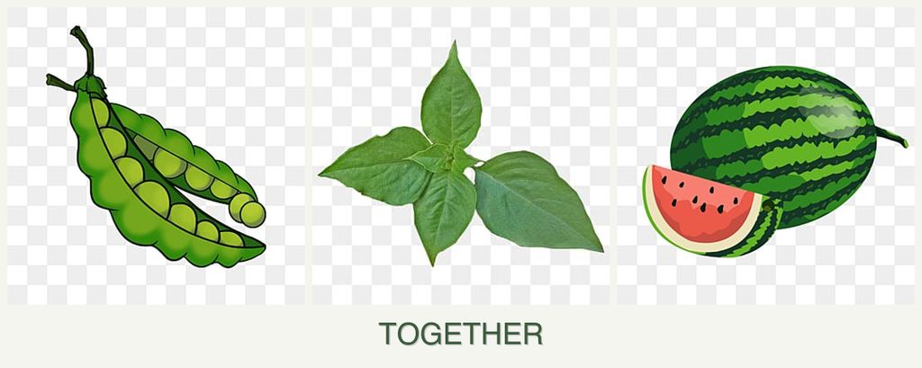 Can you plant peas, basil and melons together?