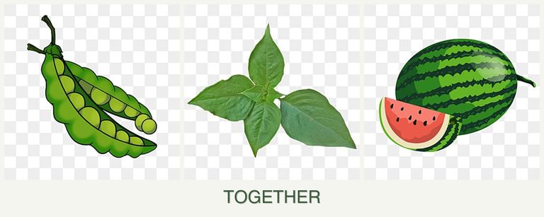 Can you plant peas, basil and melons together?