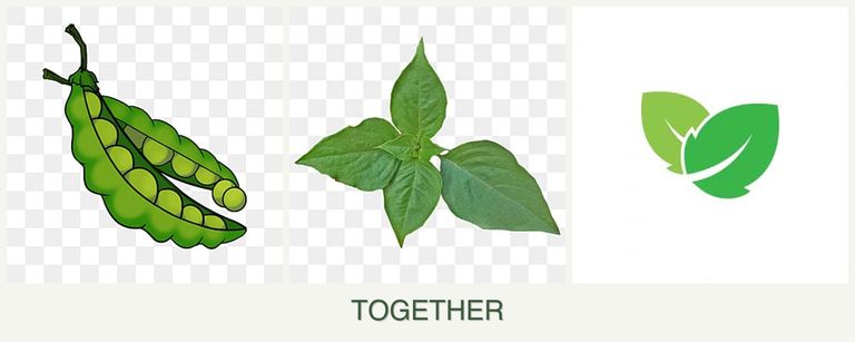 Can you plant peas, basil and mint together?