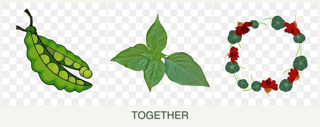 Can you plant peas, basil and nasturtiums together?
