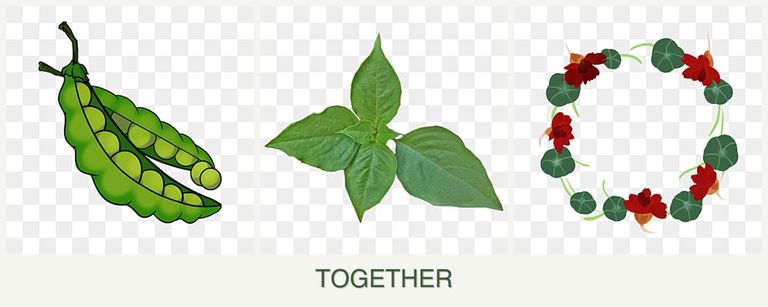 Can you plant peas, basil and nasturtiums together?