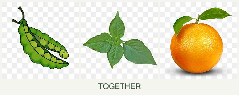Can you plant peas, basil and oranges together?