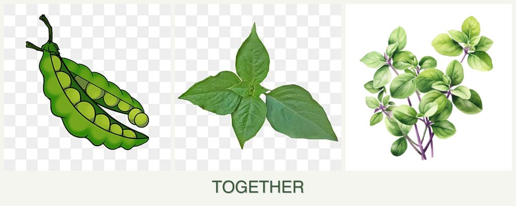 Can you plant peas, basil and oregano together?
