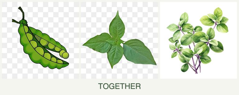 Can you plant peas, basil and oregano together?