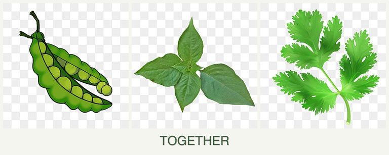 Can you plant peas, basil and parsley together?