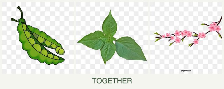 Can you plant peas, basil and peaches together?